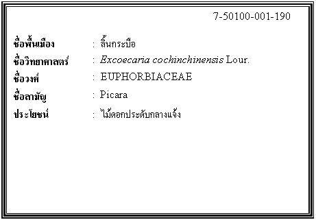 กล่องข้อความ: 7-50100-001-190 ชื่อพื้นเมือง : ลิ้นกระบือ ชื่อวิทยาศาสตร์ : Excoecaria cochinchinensis Lour. ชื่อวงศ์ : EUPHORBIACEAE ชื่อสามัญ : Picara ประโยชน์ : ไม้ดอกประดับกลางแจ้ง